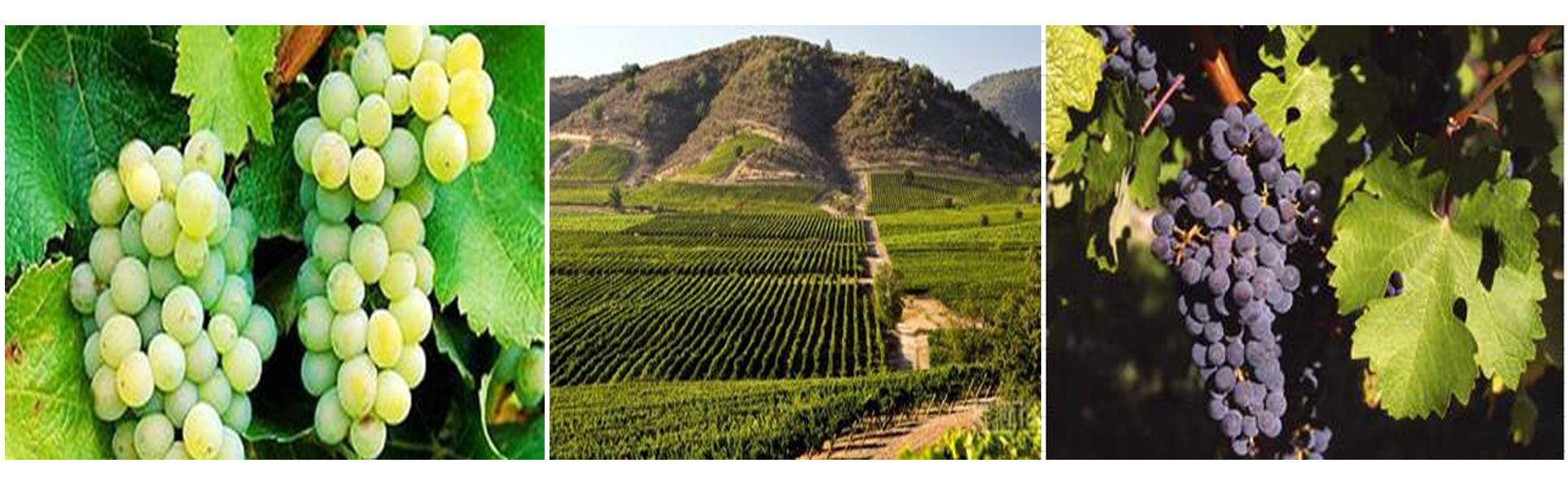 1574046062215810.jpg 凱撒.jpg