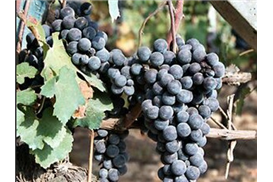 1575269747513756.jpg fcb2f256-6b4b-45b8-b1ff-f26362a17cda.jpg