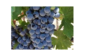 1575271080362616.jpg 馬舌蘭.jpg