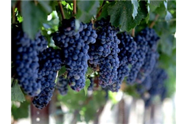 1575271466121934.jpg 8072cf42-4b13-4714-8ba1-4269e2a7caf5.jpg