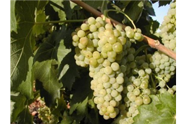 1575272701888162.jpg 馬卡.jpg