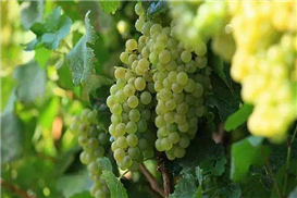 1575272775350829.jpg 白.jpg