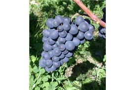 1575273167472910.jpg 佳美.jpg